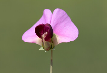 Front view of a flower of the wild pea (Pisum sativum)