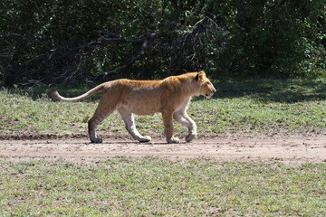 Close-up of a grown-up lion cub walking down the grass road