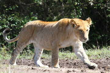 Fototapeta na wymiar Close-up of a grown-up lion cub walking down the grass road