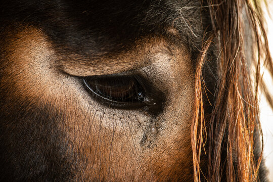 Gros plan sur l'&oelig;il qui pleur d'un cheval 