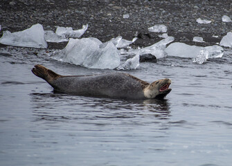 The laughing seal