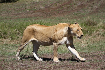 Close-up of a tired and hungry lioness walking down a mud road road