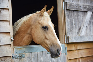 Portrait of a palomino horse with head over wooden stable door - obrazy, fototapety, plakaty