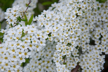 Beautiful white flowering branches of spirea