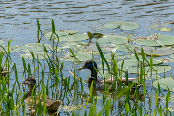 Mallard Ducks Swimming In The Pond In Summer