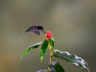 Violet sabrewing Hummingbird in flight collecting nectar from yellow flower on green background