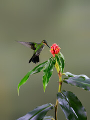 Green-crowned brilliant Hummingbird In Flight Feeding On A Red Flower