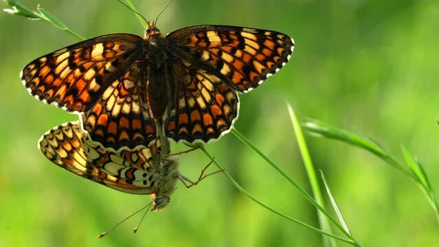 Beautiful Melitaea phoebe butterflies in copula on a meadow in spring