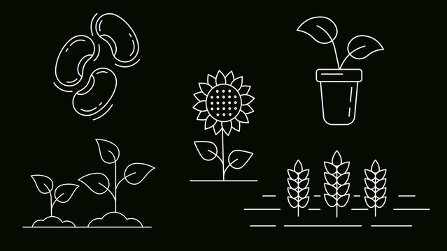 Plant Growth Steps Icons