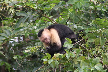 white faced capuchin eating blueberries