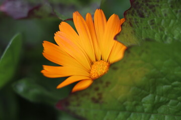 close-up photo of Calendula