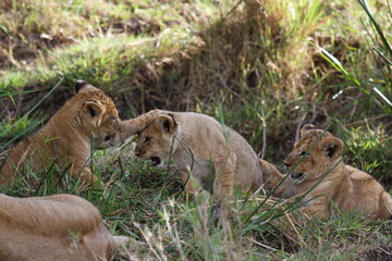 Three tiny baby lion cubs playing in green grass, overlooked by mother lioness