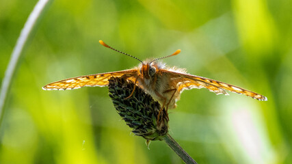 Obraz premium Marsh fritillary butterfly on a leaf