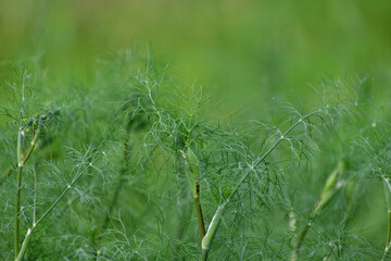 Young dill growing in the garden outdoors, background
