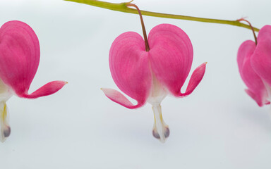 pink flowers in the shape of a heart on a white background isolated