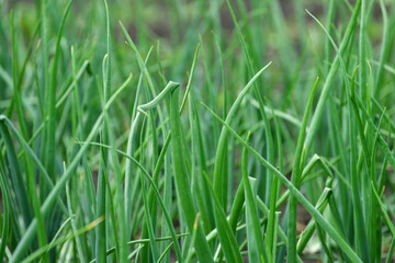 young onion growing in the garden outdoors, background