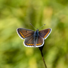 Brown Argus butterfly on a flower stem