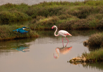 The permanent guests of Izmir urban forest are flamingos
