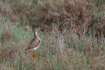 Permanent guests of the Izmir urban forest, the Actitis macularia
