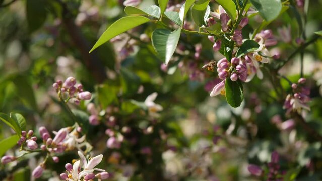 a couple essential to our earth and world, the bees and the flowers. Ein Paar, dass f&uuml;r unsere Erde und Welt unverzichtbar ist, die Bienen und die Blumen.