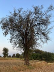 Fototapeta premium tree on the hill