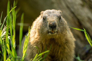 Auge in Auge mit einem Murmeltier
