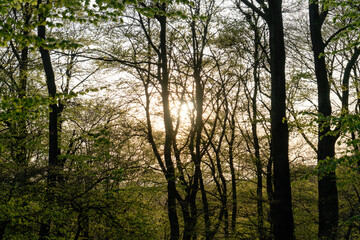 Durch den Wald scheinende Sonne