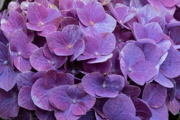 Purple hydrangea close-up