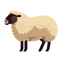 Woolly livestock grazing on winter meadow