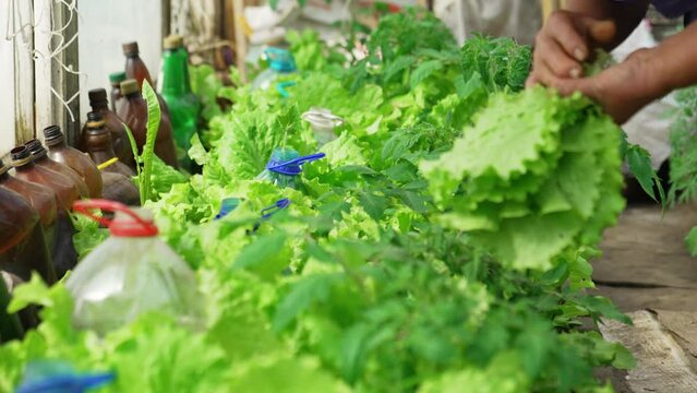 A woman's hand plucks lettuce leaves in the beds in the greenhouse.