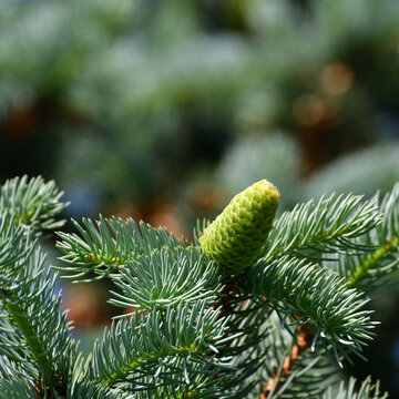 Young green cones on a spruce branch