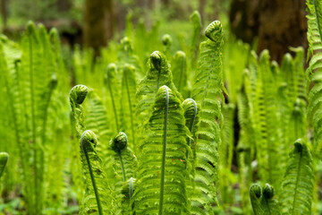natural spring background, sprouts of ostrich fern close-up