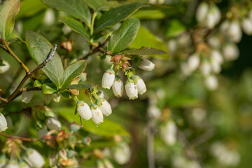 White blueberry flowers on a bush.