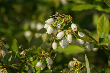 White blueberry flowers on a bush.