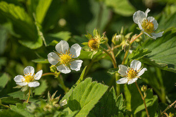 Strawberry flowers outside in the garden.
