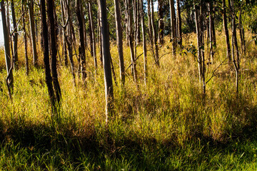 Eucalyptus trees, Sydney, Australia