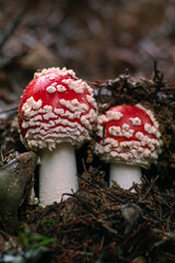 A pair of red mushrooms makes their way out of the ground 