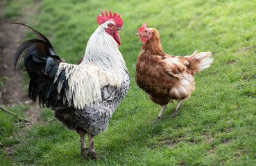 A rooster with white and black feathers and a brown domestic hen face each other in a green meadow.