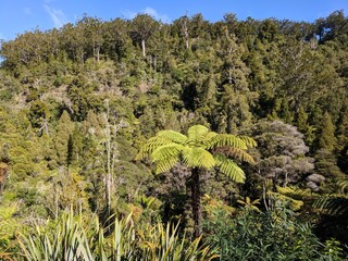 trees in the mountains