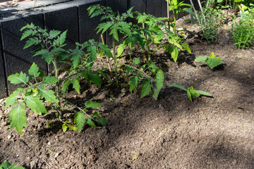 A small homemade vegetable garden with tomatoes, ball; pepper, herbs