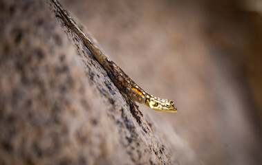Faszinierende Begegnung: Echse auf einem Felsen - Die harmonische Verbindung zur Natur
