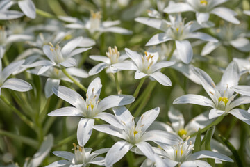White lily lily in detail. 