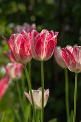 Glowing tulip flower outdoors in detail.