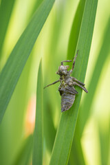 An empty dragonfly larva on a leaf.