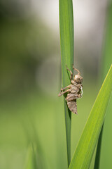 An empty dragonfly larva on a leaf.