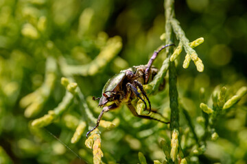 Protaetia cuprea obscura. Protaetia cuprea, also known as the copper chafer.