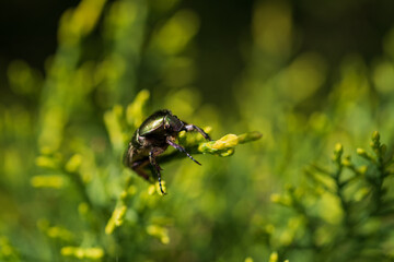 Protaetia cuprea obscura. Protaetia cuprea, also known as the copper chafer.