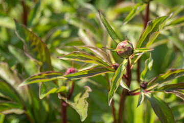 Peony flower bud outdoors with leaves.