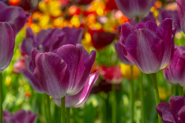 Lilac tulips in a meadow close-up. Blurred foreground.