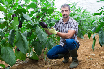 Portrait of experienced farmer working in greenhouse, cultivating organic eggplants..